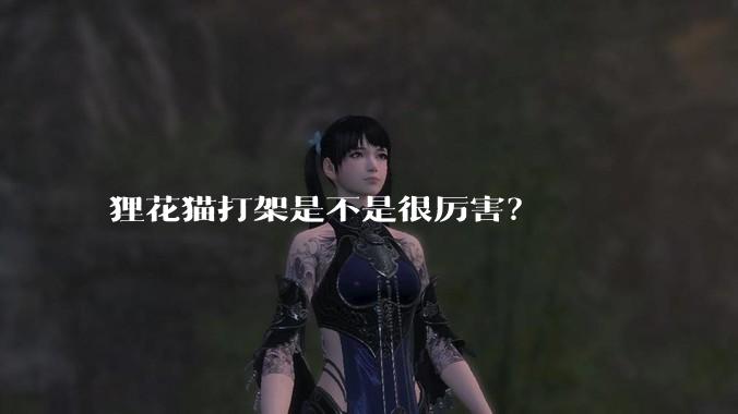 狸花猫打架是不是很厉害？